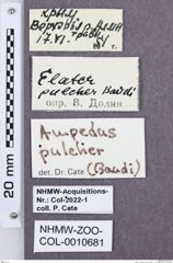 Etikette zu Ampedus pulcher (Baudi, 1871) (NHMW-ZOO-COL-0010681)